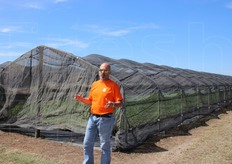 Dopo il confezionamento, negli stoloni deve essere attivata la fase di radicazione, con un passaggio in strutture ombreggiate. L'ombreggiamento stimola la radicazione delle piante.