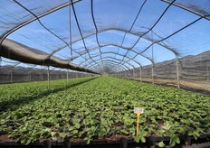 La Salvi Viai ha circa 300 serre ombreggiate di questo tipo, per la radicazione degli stoloni.
