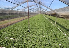 Passati i primi giorni viene aumentata la fertirrigazione.