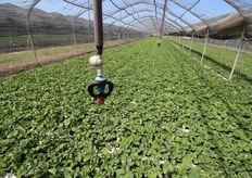 La fertirrigazione e' la via principale da cui la pianta assorbe i suoi nutrienti. Nella torba ce n'e' solo una piccolissima parte perche' si e' notato che con il caldo rilascia i nutrienti piu' velocemente fino anche a intossicare la pianta.