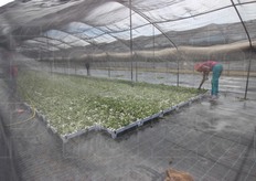 Le fasi di preparazione di una nuova serra ombreggiata. In media le piante resteranno sotto l'ombra dei teli per circa 20 giorni.