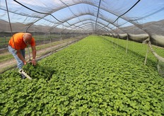 Piante in cui la radicazione e' quasi completata e ormai prossime al riposo vegetativo.