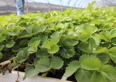 Piante di fragole quasi pronte per la commercializzazione.