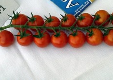 Qui e nelle foto seguenti, altre specialita' per il segmento pomodoro della Med Hermes Vegetable Seeds.