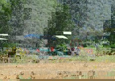 Scava-raccogli patate nel campo. La raccolta delle varietà Actrice (al secondo anno di semina) e Picobello (novita' che sta ottenendo grande successo) proseguira' ancora per una quindicina di giorni.