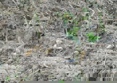 "Le patate sono il futuro del nostro territorio" commenta Marco Gonnelli, che insieme ai fratelli Francesco e Michele Giani e' ideatore del marchio Maremma che...Ⓡ Patata."