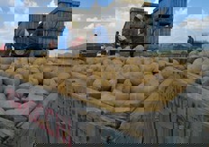 I tuberi sono confezionati principalmente negli stabilimenti ferraresi della Marmocchi Angiolino, primo partner industriale della cooperativa.