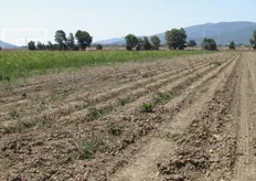 Terreno di un ettaro dedicato alla coltivazione di patate Actrice, da cui sono stati ricavati i quantitativi (1,5 ton) destinati alla Sagra.
