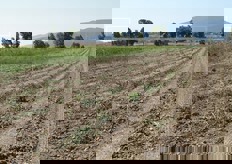 Terreno di un ettaro dedicato alla coltivazione di patate Actrice, da cui sono stati ricavati i quantitativi (1,5 ton) destinati alla Sagra.