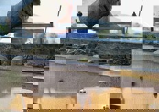 Al vaglio i tuberi. Se il macchinario e il prodotto risulteranno idonei, si procedera' a distanza di qualche giorno alla raccolta.