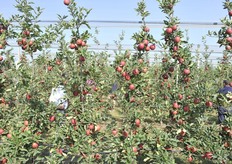 Al terzo anno le piante hanno già una quarantina di frutti ognuna