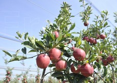 La raccolta è iniziata in data 4 agosto 2016 ma poteva essere effettuata già almeno 4-5 giorni prima