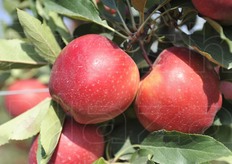 Il colore è intenso e la maturazione uniforme