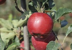 L'aspetto di Devil Gala