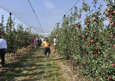 L'impianto è fitto, con distanza sulla fila di 50/60 cm