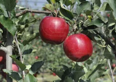 Devil Gala è la prima mela fresca dell'anno che arriva sui mercati