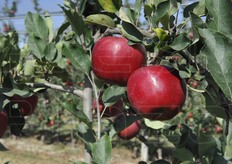 Togliendo la polvere Devil Gala mostra tutta la sua lucentezza