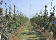 Utilizzata la tecnica del diserbo sulla fila e sfalcio fra le file