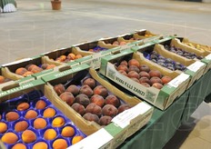 Alcune delle varietà esposte nella mostra pomologica