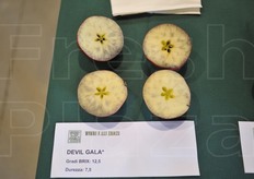 I dati strumentali: grado Brix 12,5; durezza 7,5. Perfettamente in linea con le tabelle anche lo stadio di degradazione dell'amido (verificata attraverso la prova con soluzione di Lugol)