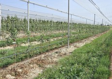 Impianto di Davil Gala messo a dimora nello scorso mese di aprile