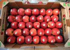 Mele Gala appena raccolte, nello stand della Bio Vinschgau, alias la VI.P. Val Venosta.
