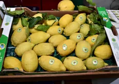Il Limone Costa d'Amalfi IGP.