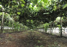 Mercoledì 21 settembre 2016 si e' svolta a Cisterna di Latina, presso i Vivai Dal Pane, la giornata di presentazione del kiwi Dori', nuova varietà gialla caratterizzata da elevatissima precocita' (reportage fotografico a cura di Cristiano Riciputi).