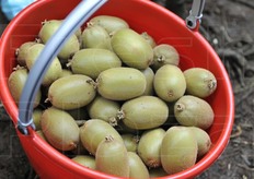 Giallo, precoce, grosso e buono: ecco in sintesi il kiwi Dori'.