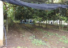 Visita in campo in impianto di due anni.