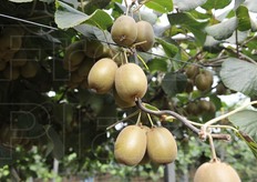 Dori' si presenta con frutti di grossa pezzatura.