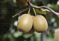 La raccolta e' anticipata di 35 giorni rispetto ad Hayward