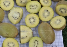 La polpa è caratterizzata da elevato grado Brix e sostanza secca.