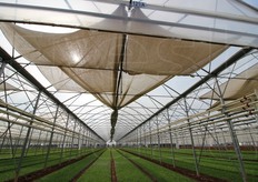 Uno degli espedienti usati all'azienda dei fratelli Salera. Specie d'estate, per proteggere la valerianella dal sole eccessivo, si srotolano questi ombreggianti.