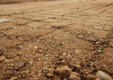 Tutto l'iter che portera' a una busta d'insalata di IV gamma parte dal seme, dalla scelta della varieta' alla sua semina. Alla Vallere si utilizza una seminatrice di precisione che evita il doppio seme.