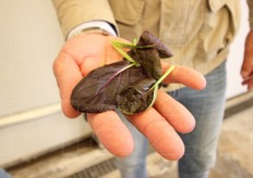 La Vallere produce anche pak choi rosso, un'insalatina esclusiva di Bonduelle.