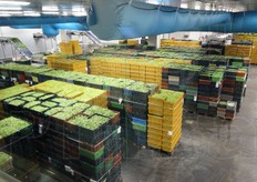 L'arrivo della materia prima nello stabilimento di San Paolo d'Argon (BG). Dei 46 controlli che vengono fatti dal campo alla busta il 60% si svolge da questo punto in avanti. Il primo e' la temperatura controllata: il freddo e' infatti l'unico conservante dei prodotti di IV gamma.