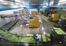 Lo stabilimento copre 50mila mq, di cui la meta' di lavorazione, con 5 linee di confezionamento per le insalatine e 6 per le adulte (o croccanti).