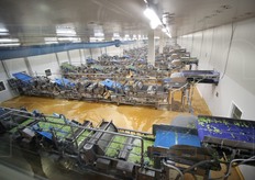 Le linee di lavaggio di lattuga e baby leaf. Ogni linea prevede 3 cicli di lavaggio, ognuno con acqua potabile pulita.