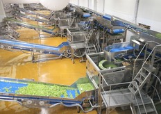 La fase di asciugatura della materia prima, dopo il lavaggio. Bonduelle usa esclusivamente un'asciugatura per centrifuga.