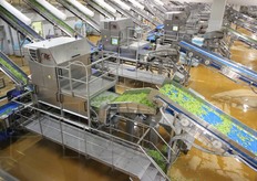 Uno degli step di controllo: un visore ottico scarta le foglie non conformi a quello che dovra' essere il risultato finale.