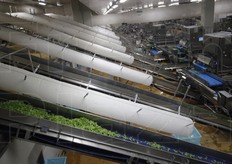 Selezionate, lavate, asciugate e selezionate, le foglie sono pronte per 'l'ultimo miglio' prima di finire in busta. In questa fase si nota, nei tubi bianchi, un'ulteriore abbattimento della temperatura.