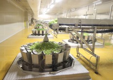 Uno degli step finali prima del confezionamento: la pesatura secondo le grammature di quella che sara' la busta finale che troveremo sullo scaffale.