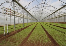 Per il riscaldamento ci sono in azienda circa 50 km di tubi d'acqua calda, scaldata dall'impianto di cogenerazione.
