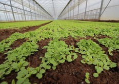 Baby leaf durante la loro crescita. Alla Vallere coltivano praticamente ogni tipo d'insalatina, dal lattughino alla valerianella, dalla romana verde al pak choi rosso, che e' un'esclusiva Bonduelle.