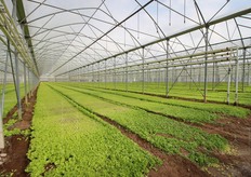 Una serra a raccolta finita. Qui c'era del lattughino.