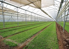 L'azienda dei fratelli Salera possiede 16 ettari di serre, la maggior parte dei quali a multicampata, un sistema che l'impresa usa da 5 anni a questa parte. In previsione hanno la costruzione di altri 4 ettari di serre.