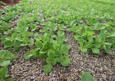 Produzione di valerianella. Da notare la tecnica utilizzata per agevolare la raccolta che, per quest'insalatina, vuole che venga effettuata a mazzetto: l'uso di un letto di sabbia tiene leggermente piu' alta la lama del taglio durante la raccolta, evitando di tirar su radice e terra. E' una tecnica che viene dalle zone di produzione di Nantes (Francia), da cui e' originaria la valerianella.