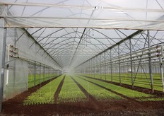 Irrigazione a pioggia.