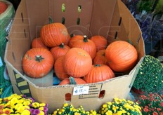 Periodo di Halloween a New York.